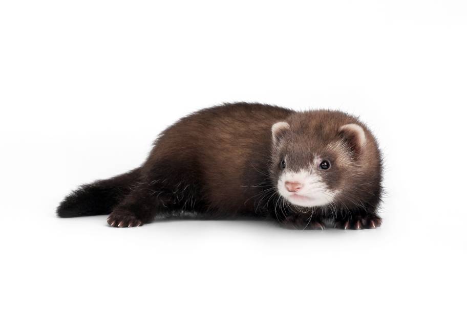 Ferret_Dien_Shutterstock