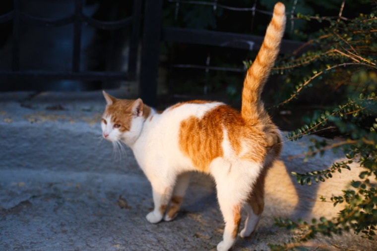 кошка прыгает в саду