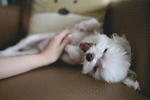 Read more about the article Почему собакам так нравится тереть живот?  6 причин такого поведения