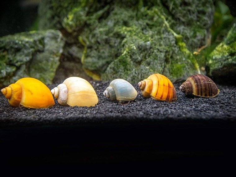 Aquatic Arts Deluxe Mystery Snail Pack в аквариуме