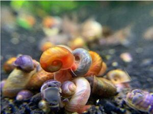 Read more about the article Руководство по покупкам Ramshorn Snails: синий, коричневый, розовый и другие