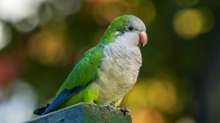 Квакерский попугай, вид сбоку_Pabloavanzini_shutterstock