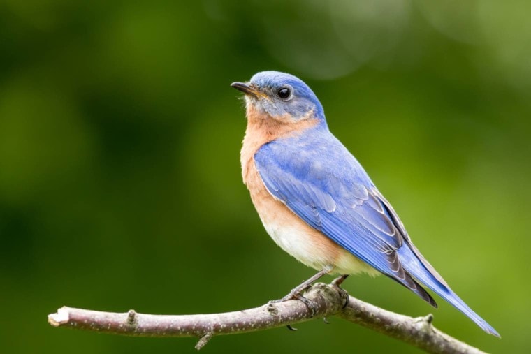 Синяя птица, вид сбоку_ Rabbitti_Shutterstock