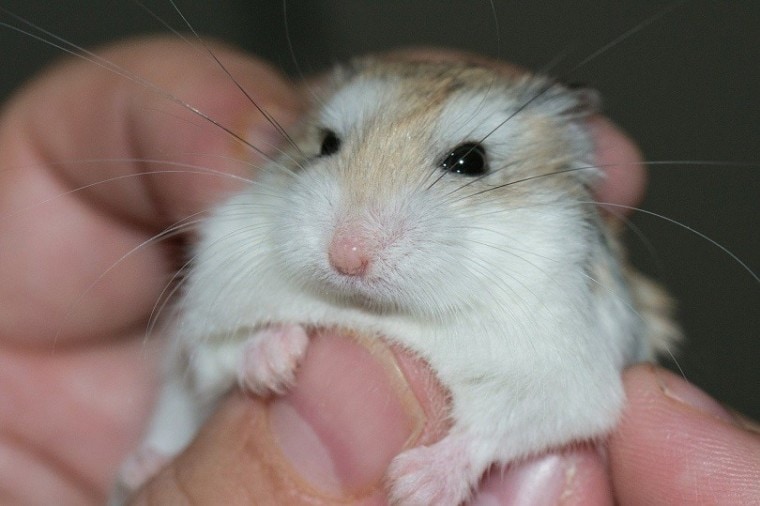 hamster_JarkkoManty, Pixabay