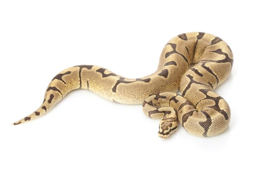 Женский огненный шар python_fivespots_shutterstock