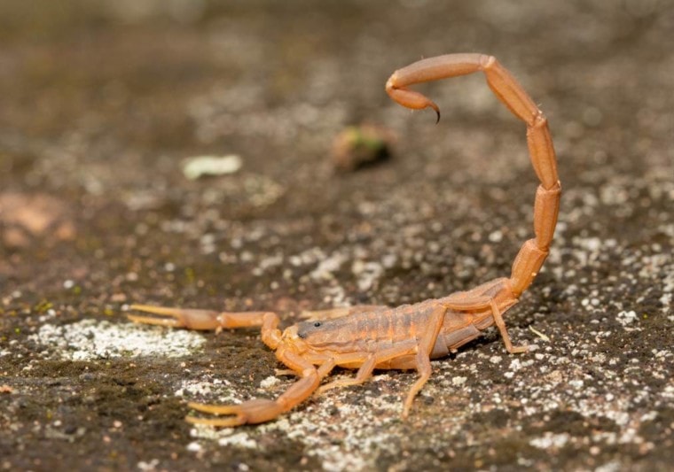 Полосатый скорпион из коры, вид сбоку_Sari ONeal_Shutterstock