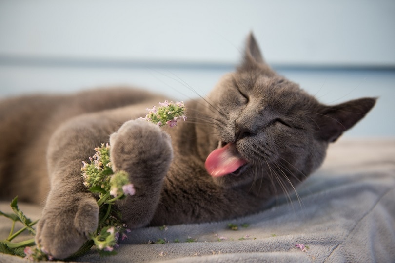 Серый кот наслаждается свежей кошачьей мятой