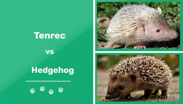 Сравнение Tenrec VS Hedgehog