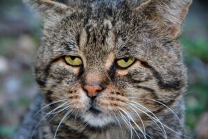 Read more about the article Усталость усов у кошек: что это такое и как помочь вашей кошке
