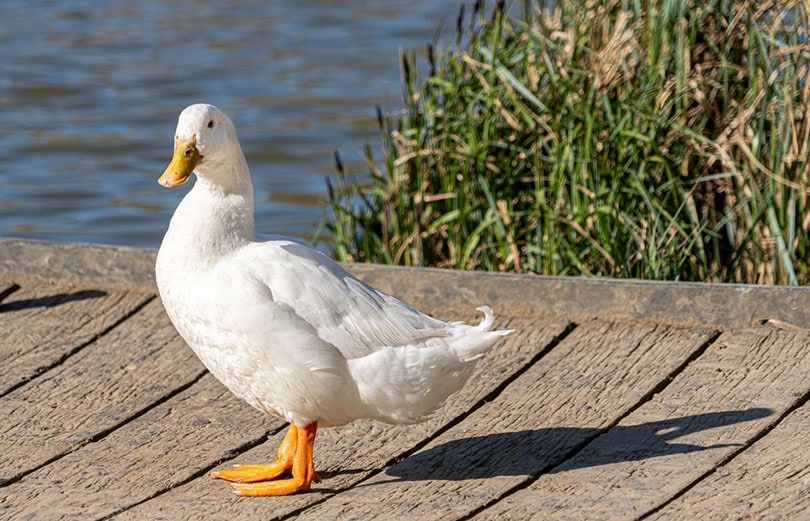 утка Эйлсбери из воды_Andy119_Shutterstock