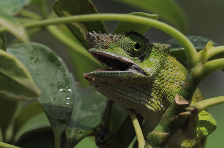 Fischer's,Chameleon,Or,Kinyongia,Fischeri,Is,A,Species,Of,Chameleon,