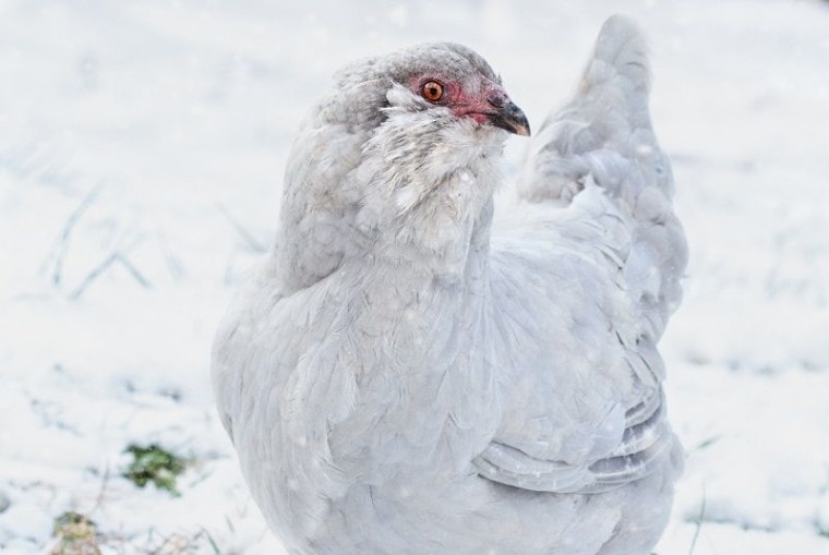 Лаванда Ameraucana_Shutterstock_Stephanie Frey