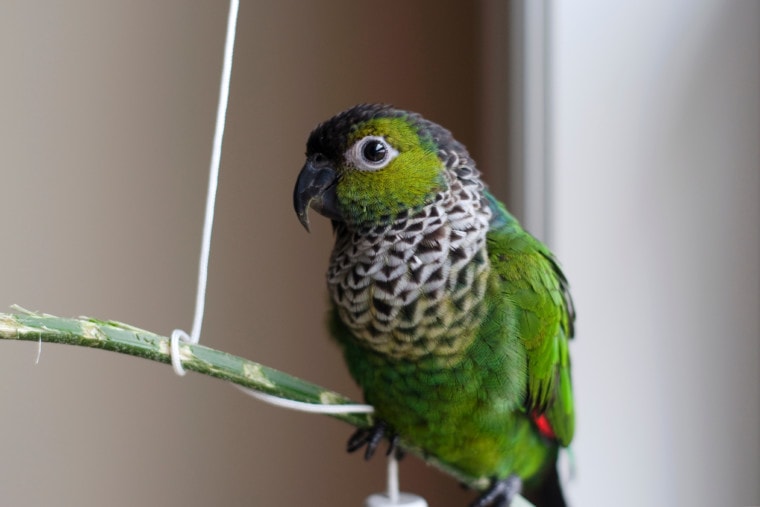 Милый, черный, в шапке, Conure, играет