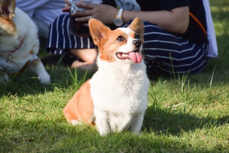 Chigi_penguiniz_Shutterstock