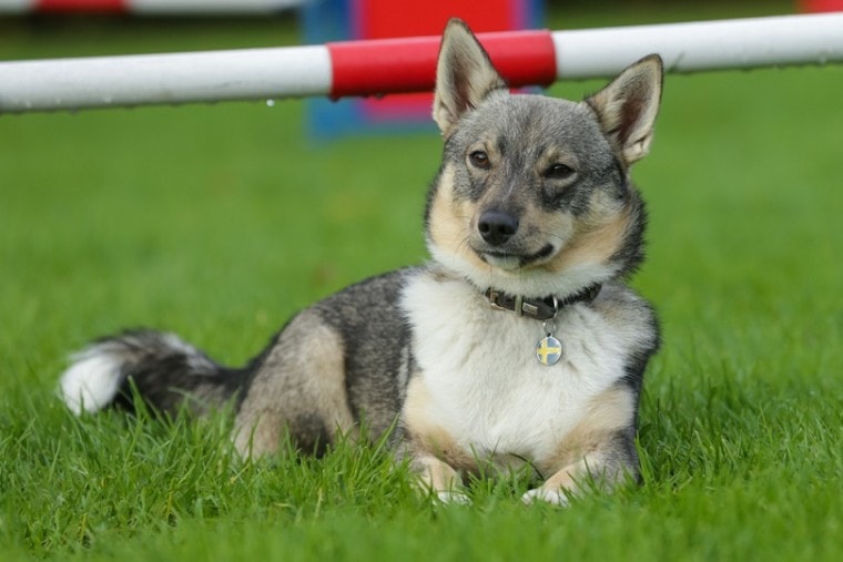 Шведский-Vallhund_Marcel-ван-ден-Бос_shutterstock