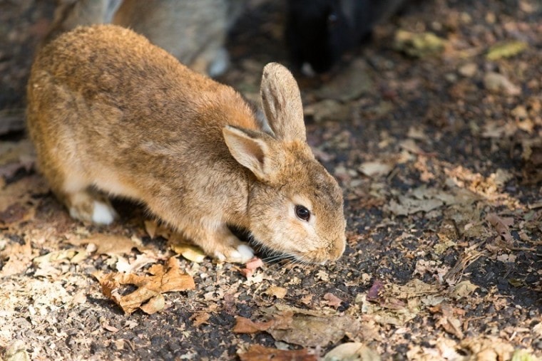 швейцарский-лиса-японский-кролик_BlackRabbit3_shutterstock