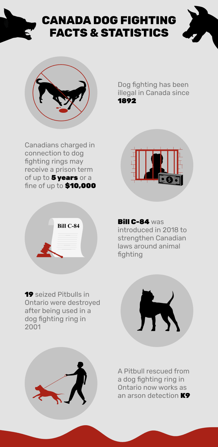 КАНАДА_DOG_FIGHTING_FACTS_&_СТАТИСТИКА