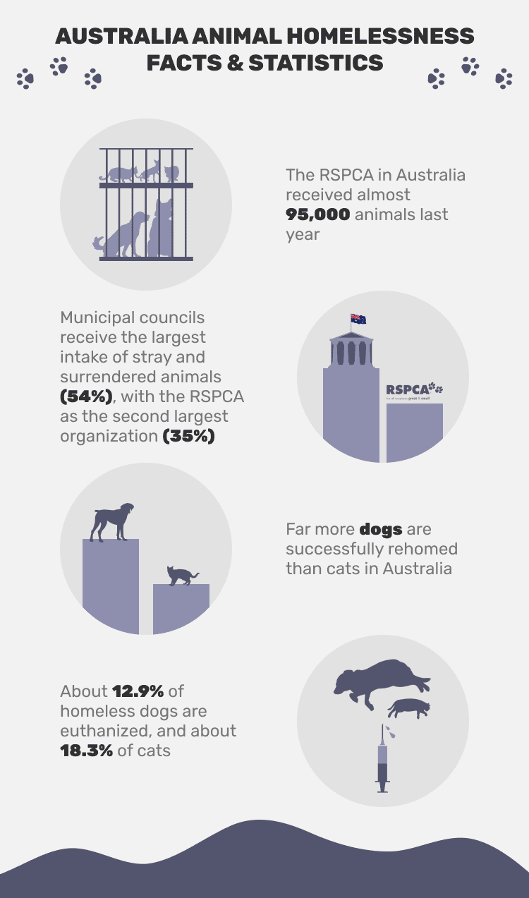 АВСТРАЛИЯ_БЕЗДОМНОСТЬ_ЖИВОТНЫХ_ФАКТЫ_&_СТАТИСТИКА