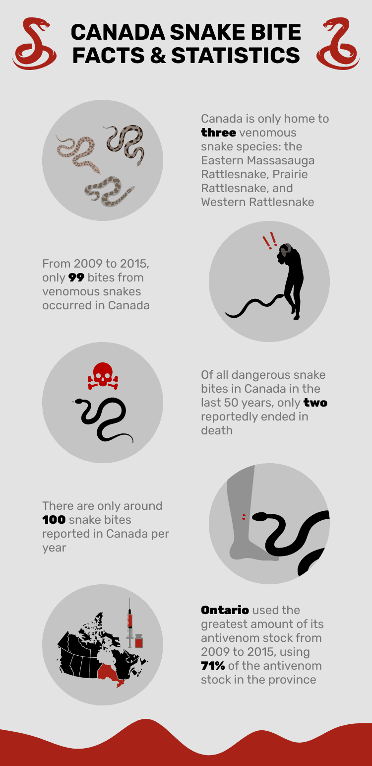 КАНАДА_SNAKE_BITE_FACTS_&_СТАТИСТИКА