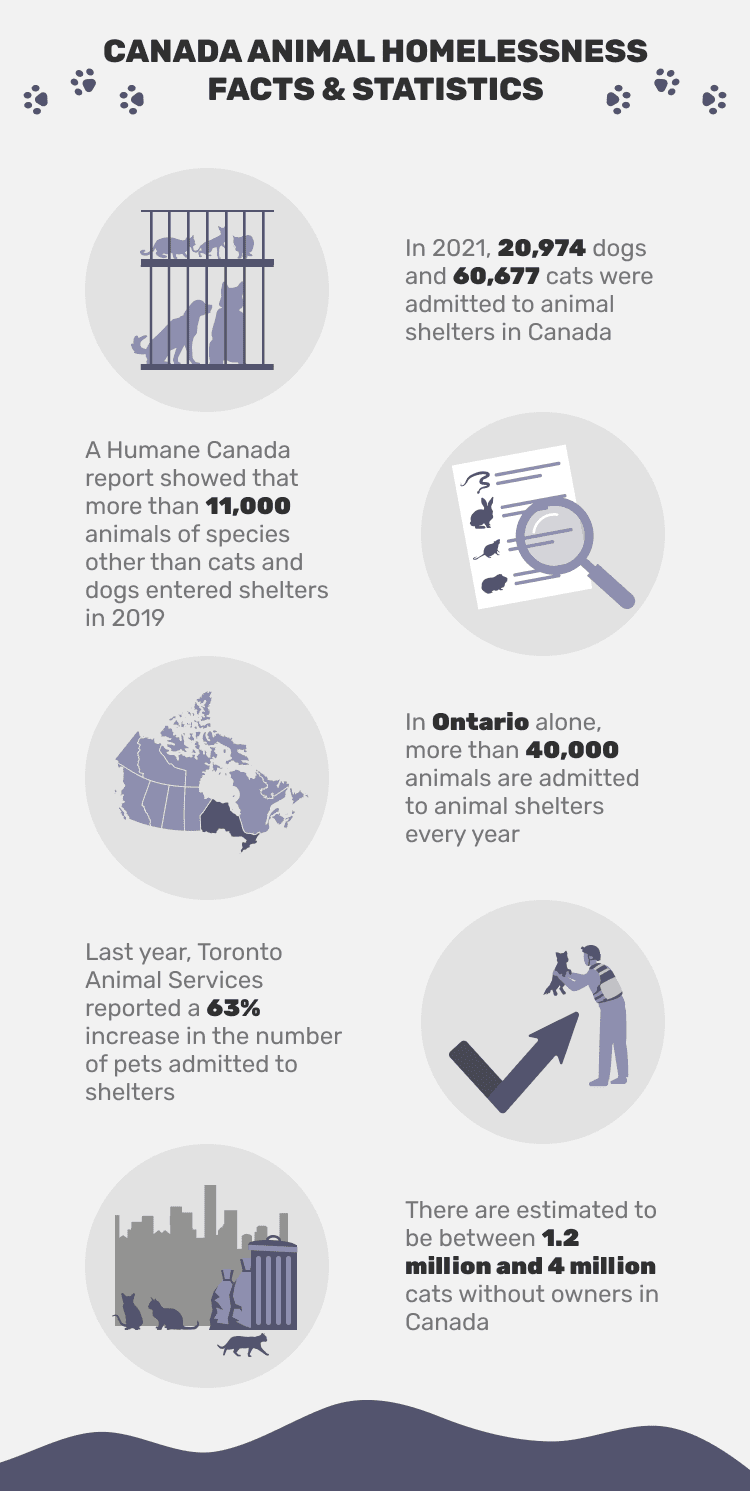 КАНАДА_ЖИВОТНЫЕ_БЕЗДОМНОСТЬ_ФАКТЫ_&_СТАТИСТИКА