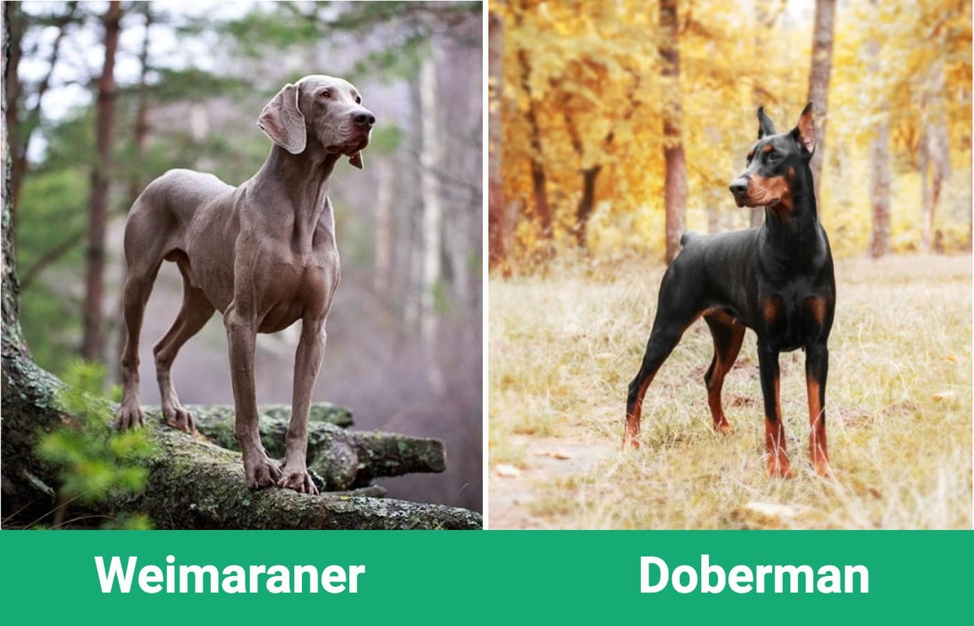 Weimaraner_side_Doberman