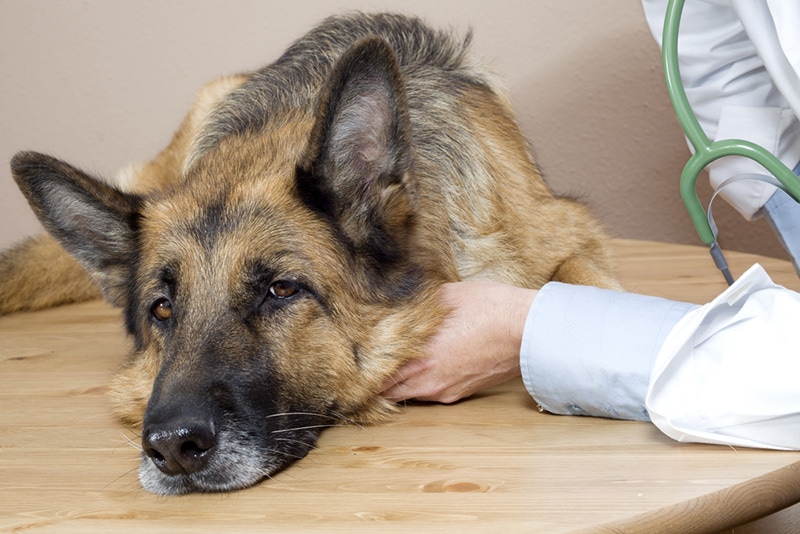 Read more about the article Рак поджелудочной железы у собак — признаки, симптомы и уход (ответ ветеринара)