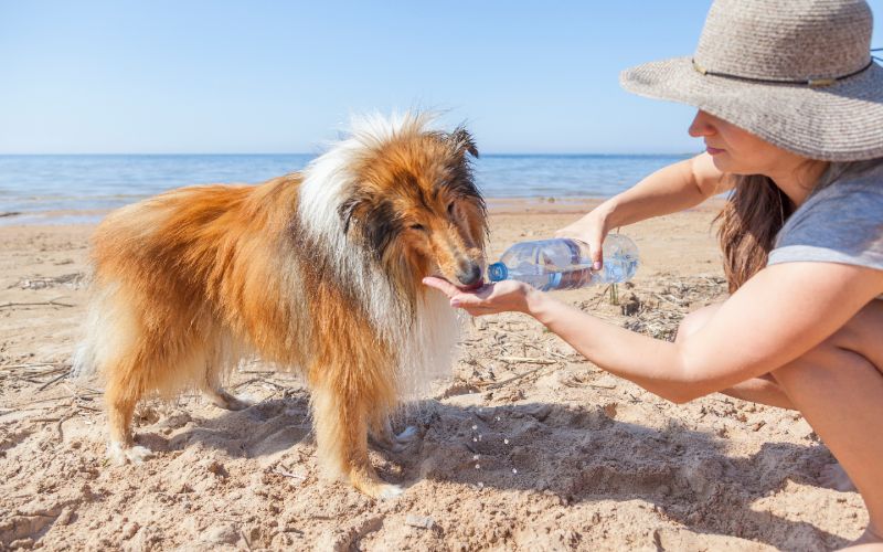 собака пьет воду из бутылки на пляже