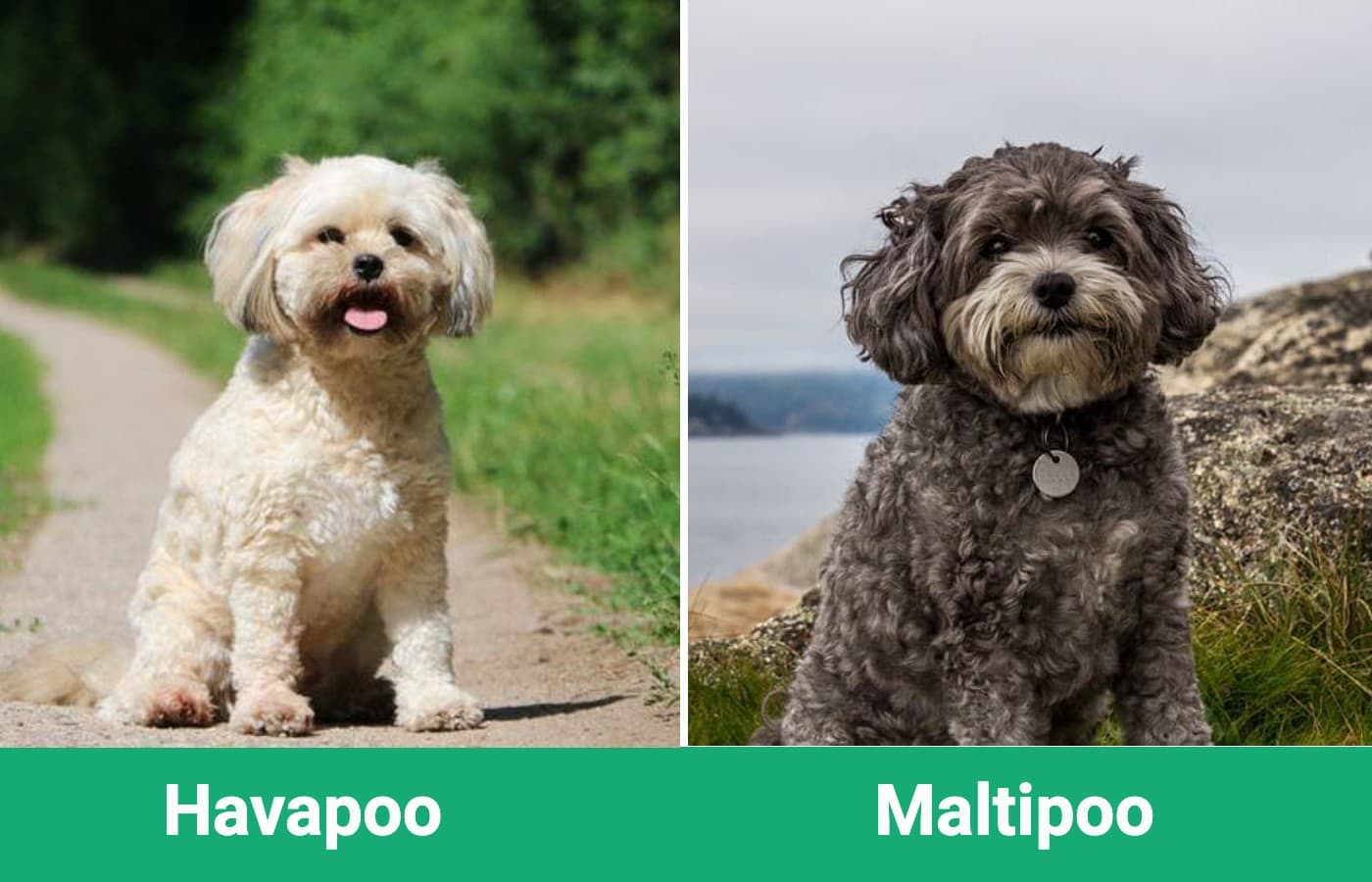 Havapoo_side_Maltipoo