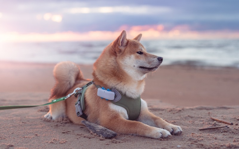 Read more about the article 10 лучших пляжей Нью-Йорка, подходящих для собак: места на поводке и без него