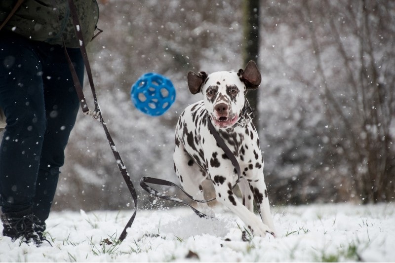 Read more about the article 12 забавных зимних занятий с собакой (Руководство на 2023 год)