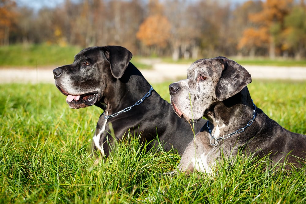 Read more about the article Будет ли немецкий дог хорошо ладить с другой собакой?  Факты и черты характера