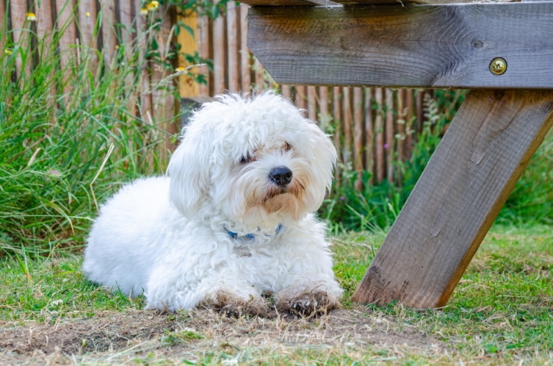 Cavapoo собака на траве