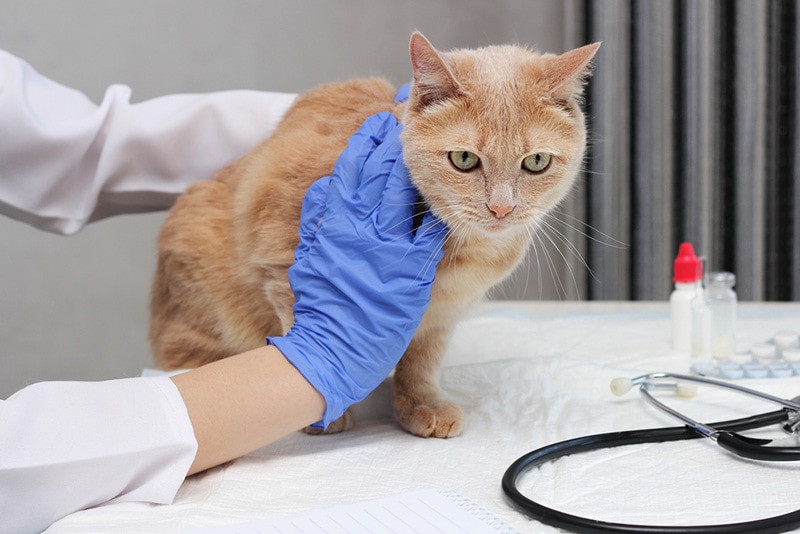 Read more about the article Рак поджелудочной железы у кошек (ответ ветеринара) – признаки, симптомы и лечение