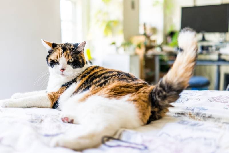 Read more about the article Почему кошки виляют хвостом лежа?  8 основных причин