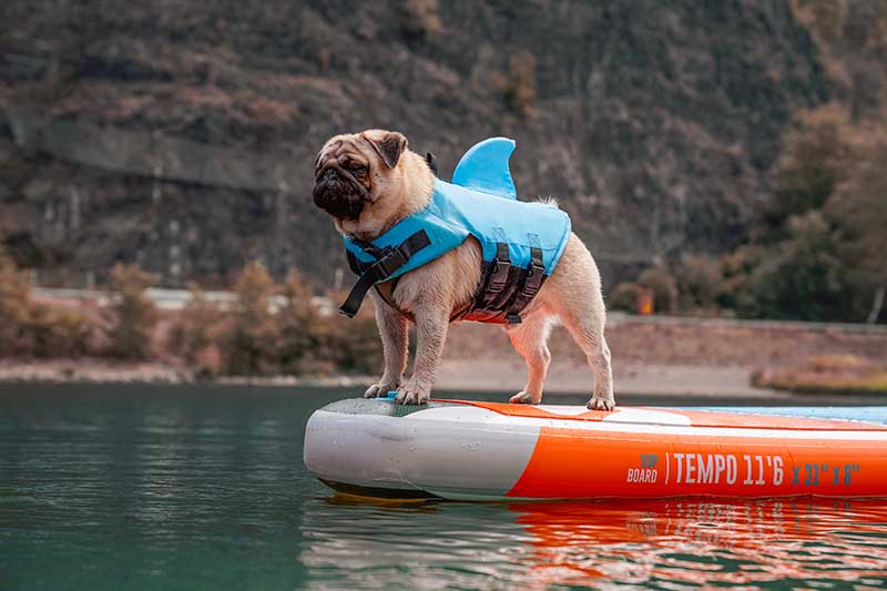 Read more about the article https://petkeen.com/can-a-pug-swim/