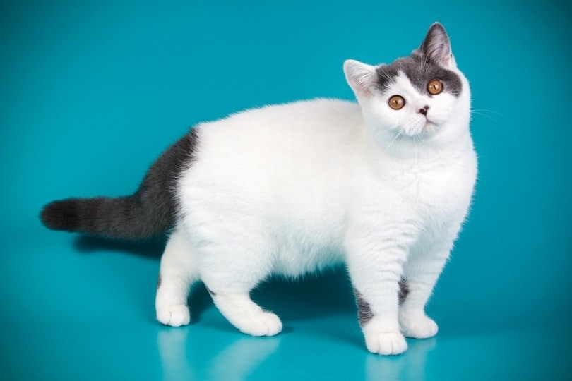 Read more about the article 10 невероятных фактов о британских короткошерстных кошках (с иллюстрациями)