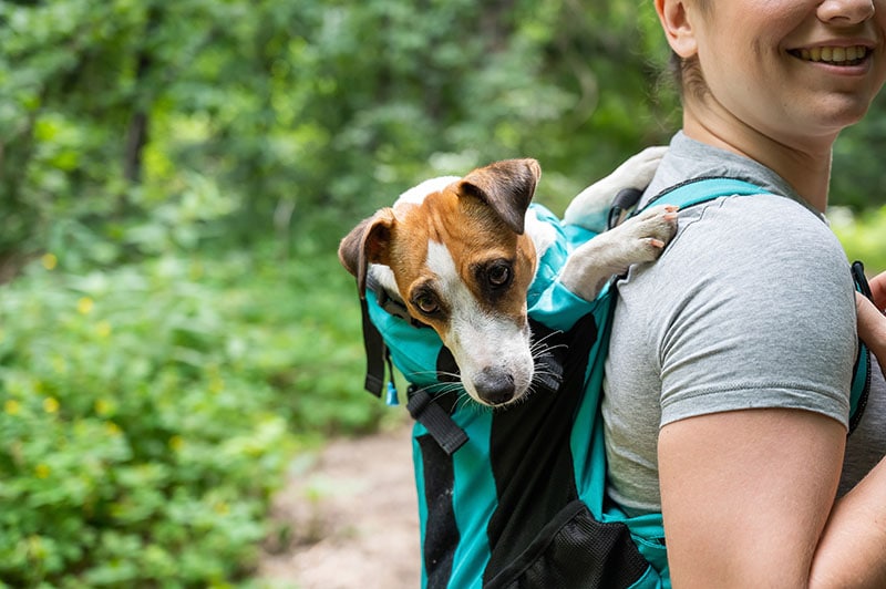 Read more about the article 10 преимуществ путешествий с собаками для вас и вашего питомца