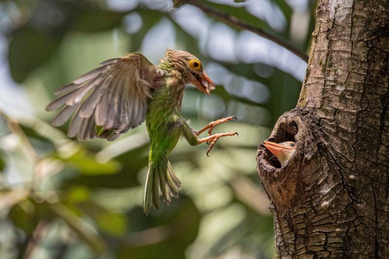 Lineated Barbet доставляет еду своему птенцу