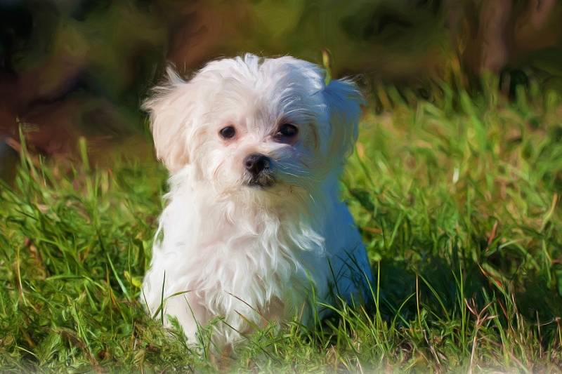 Read more about the article Сколько живут мальтийские собаки?  Обзор ветеринара по продолжительности жизни, данным и уходу