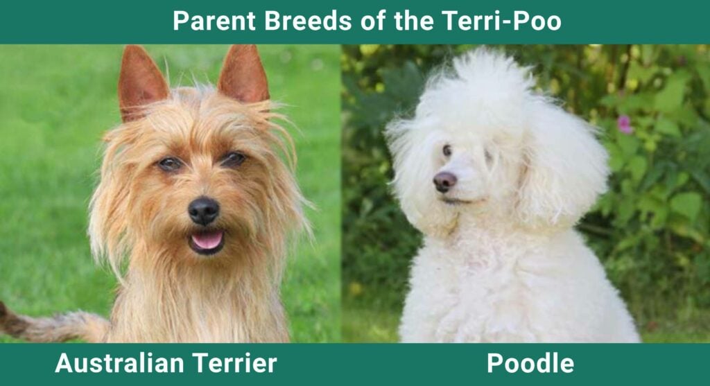 Parent_breds_Terri-Poo