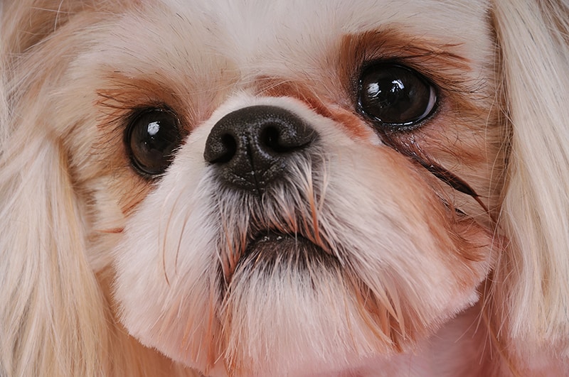 Read more about the article Как чистить глаза ши-тцу — 5 одобренных ветеринаром советов и часто задаваемых вопросов