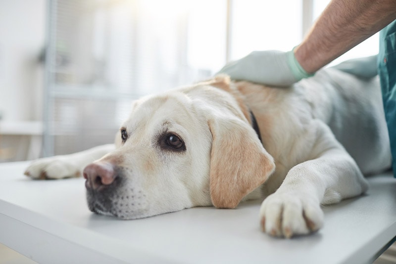 Read more about the article 7 признаков того, что ваша собака с диабетом умирает и на что следует обратить внимание (ответ ветеринара)