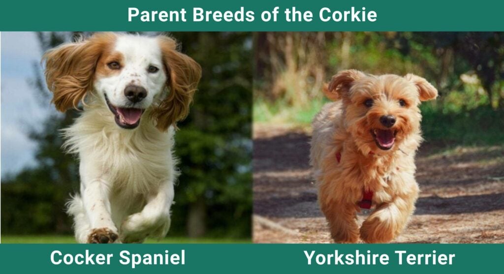 Parent_breeds_Corkie