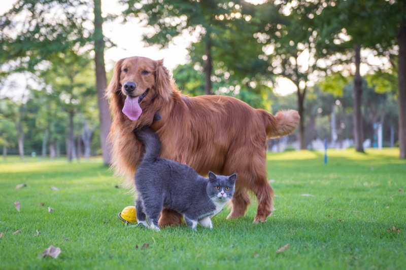Read more about the article Собаки и кошки живут вместе: советы ветеринара для гармоничных отношений
