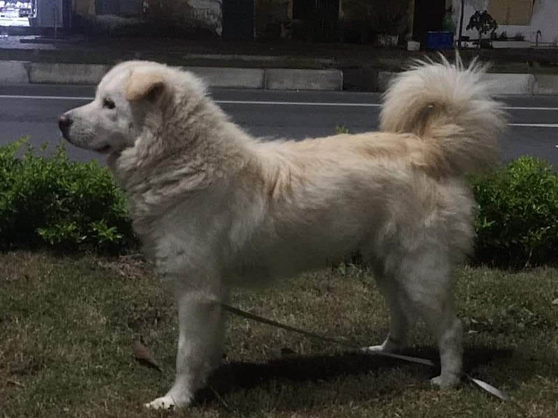 Bắc_Hà_dog_side