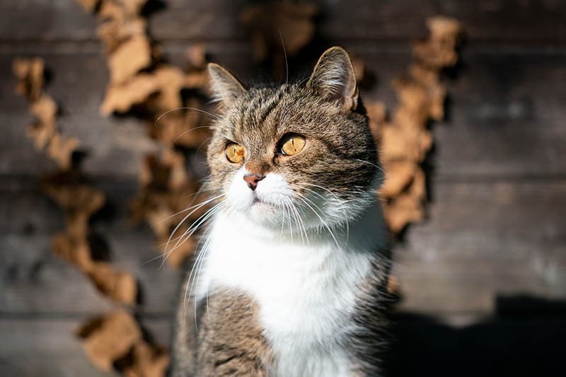 Полосатый белый британский короткошерстный кот перед деревянным сараем смотрит в сторону при солнечном свете