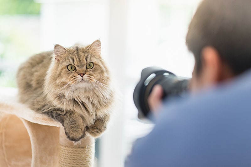 Read more about the article Сколько зарабатывают фотографы домашних животных?  (Руководство по заработной плате на 2023 год)