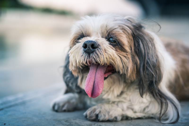 Read more about the article Почему моя собака так много плачет? 6 рассмотренных ветеринарами причин и что делать