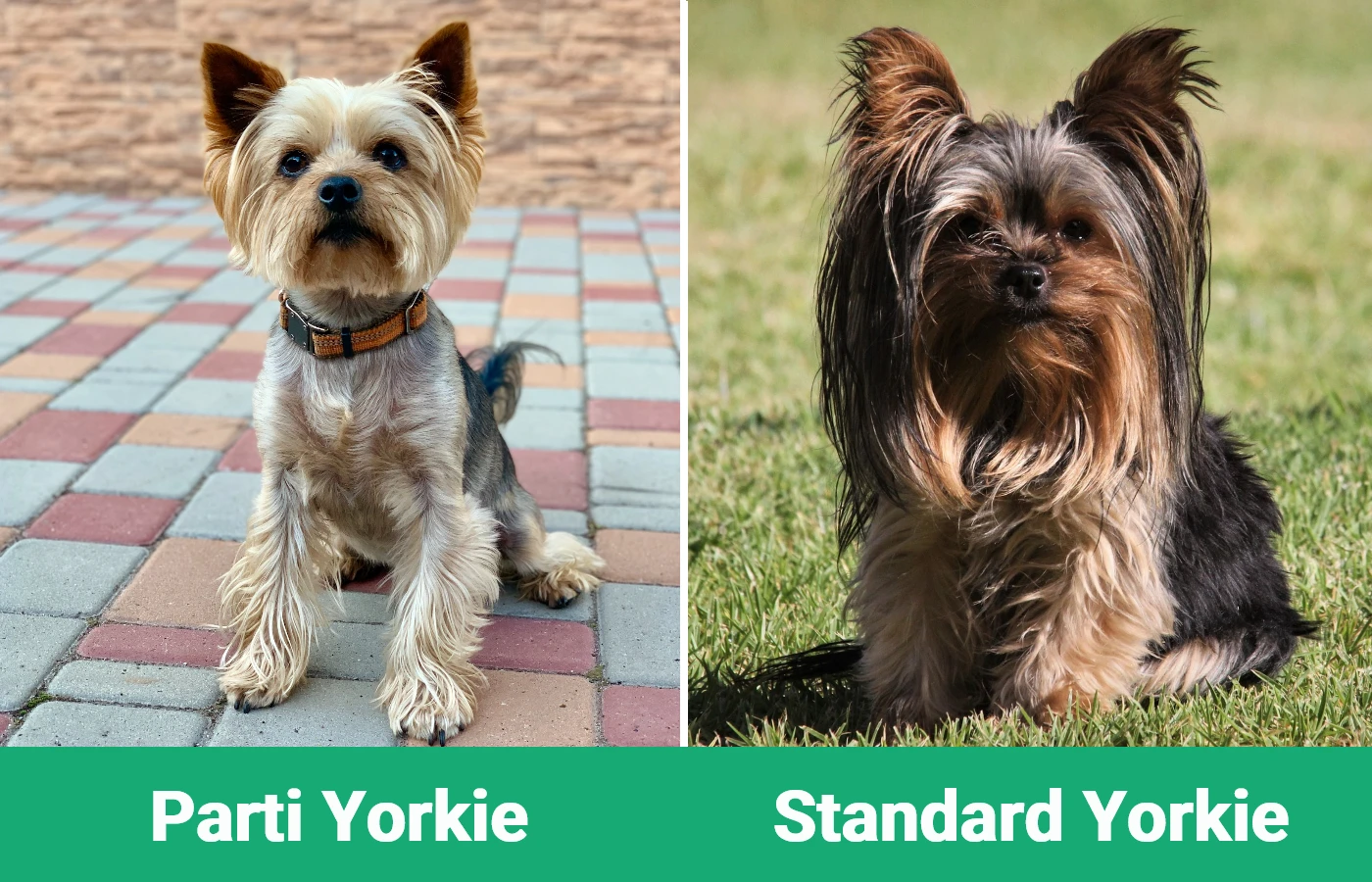 Parti Yorkie против Standard Yorkie — визуальные различия