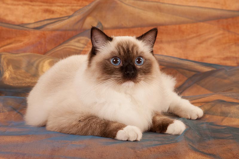 Seal point Ragdoll на бронзово-коричневом фоне